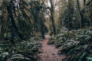 a path in the middle of a forest with lots of trees