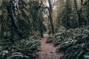 Un sentiero in mezzo a un bosco con molti alberi
