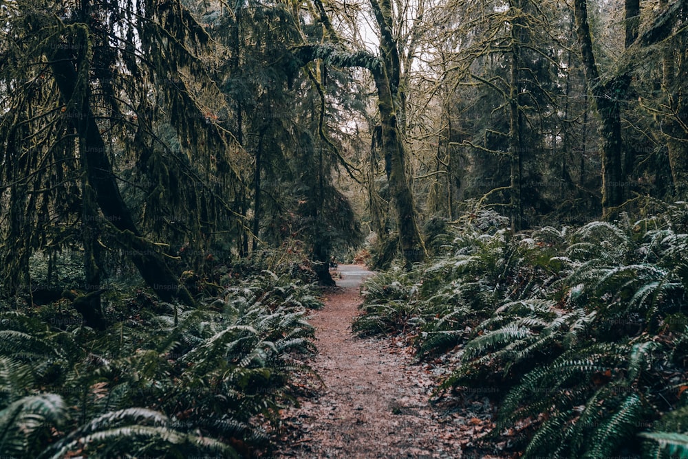 ein Weg mitten in einem Wald mit vielen Bäumen