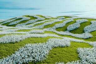 a green field with white flowers on it