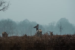 una manada de ciervos de pie en lo alto de un campo cubierto de hierba