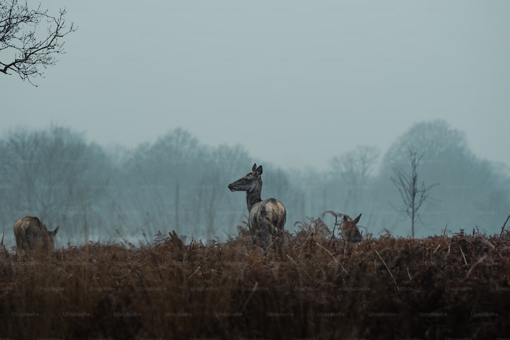 a herd of deer standing on top of a grass covered field