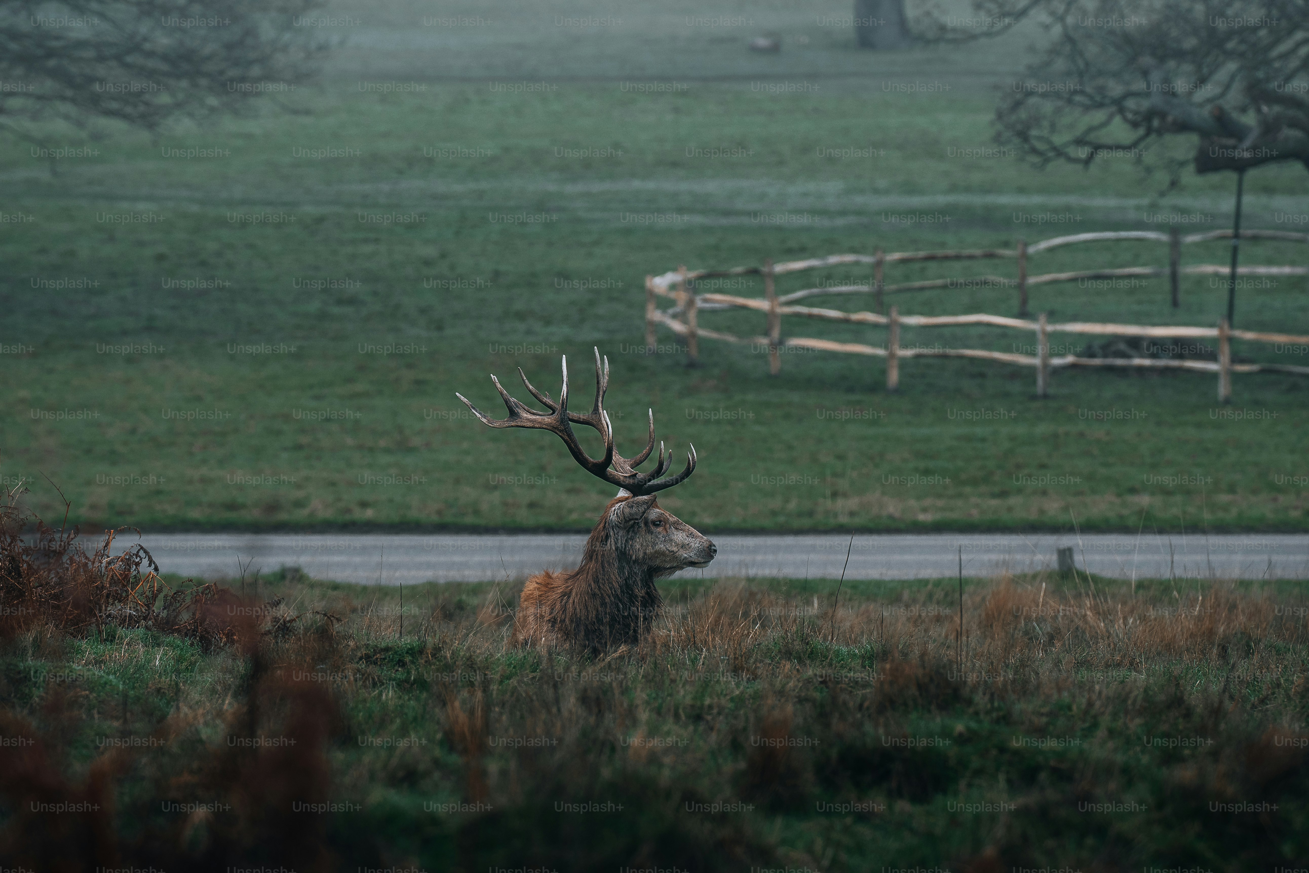 a deer standing in a field next to a road