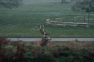 um cervo parado em um campo ao lado de uma estrada