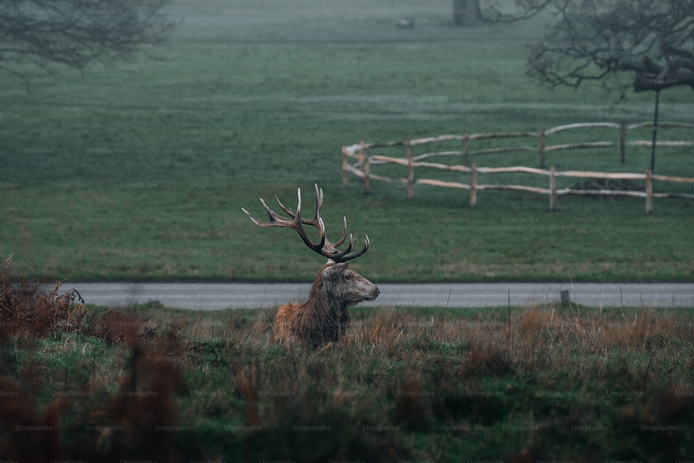 a deer standing in a field next to a road
