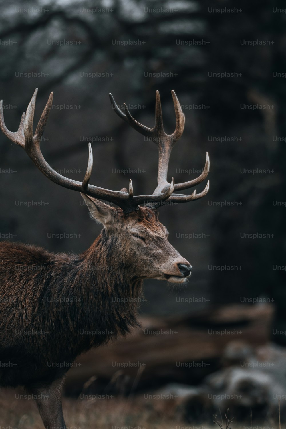 a close up of a deer with very large antlers