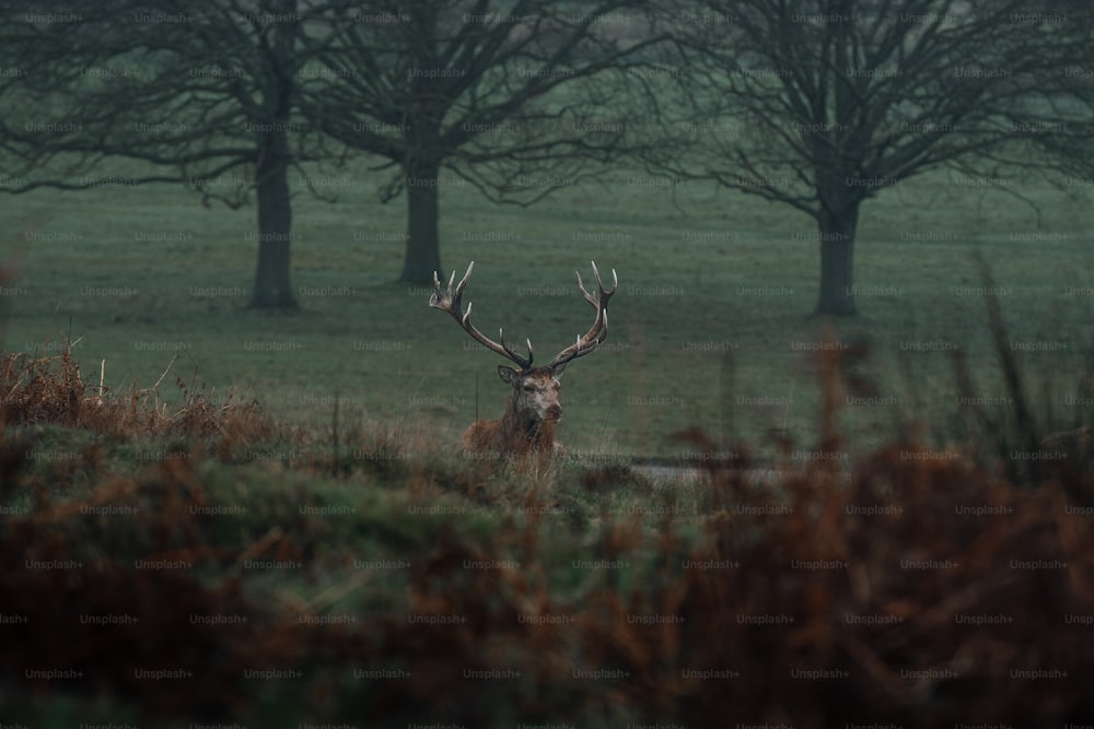 a deer standing in a field with trees in the background