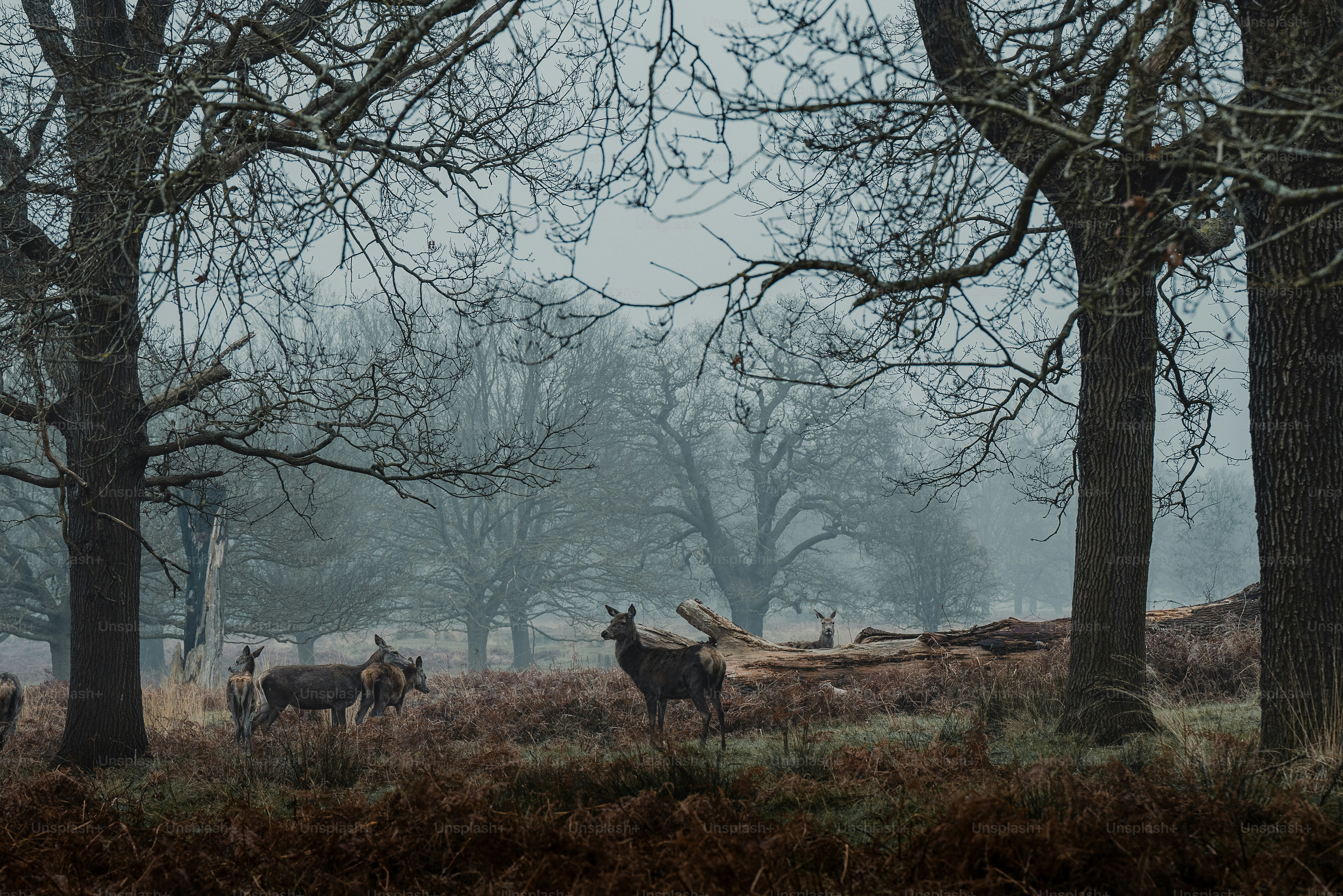 a group of deer standing in a forest