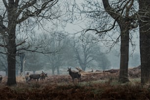 um grupo de cervos em pé em uma floresta