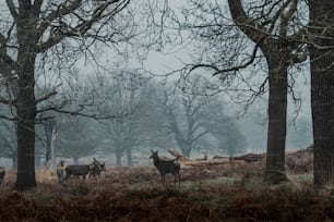 a group of deer standing in a forest