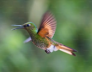 ein Kolibri, der mit offenem Schnabel in der Luft fliegt