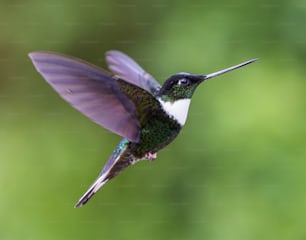 a hummingbird flying in the air with a green background