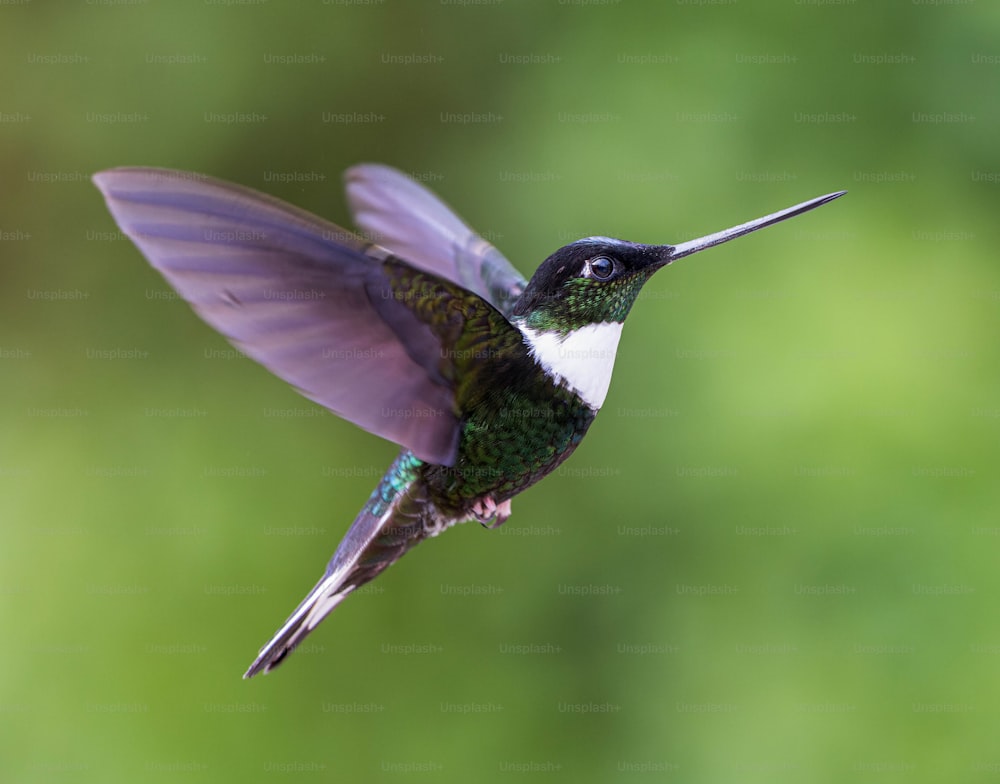a hummingbird flying in the air with a green background