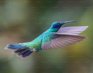 a hummingbird flying through the air with its wings spread
