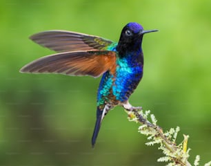 a colorful bird sitting on top of a tree branch