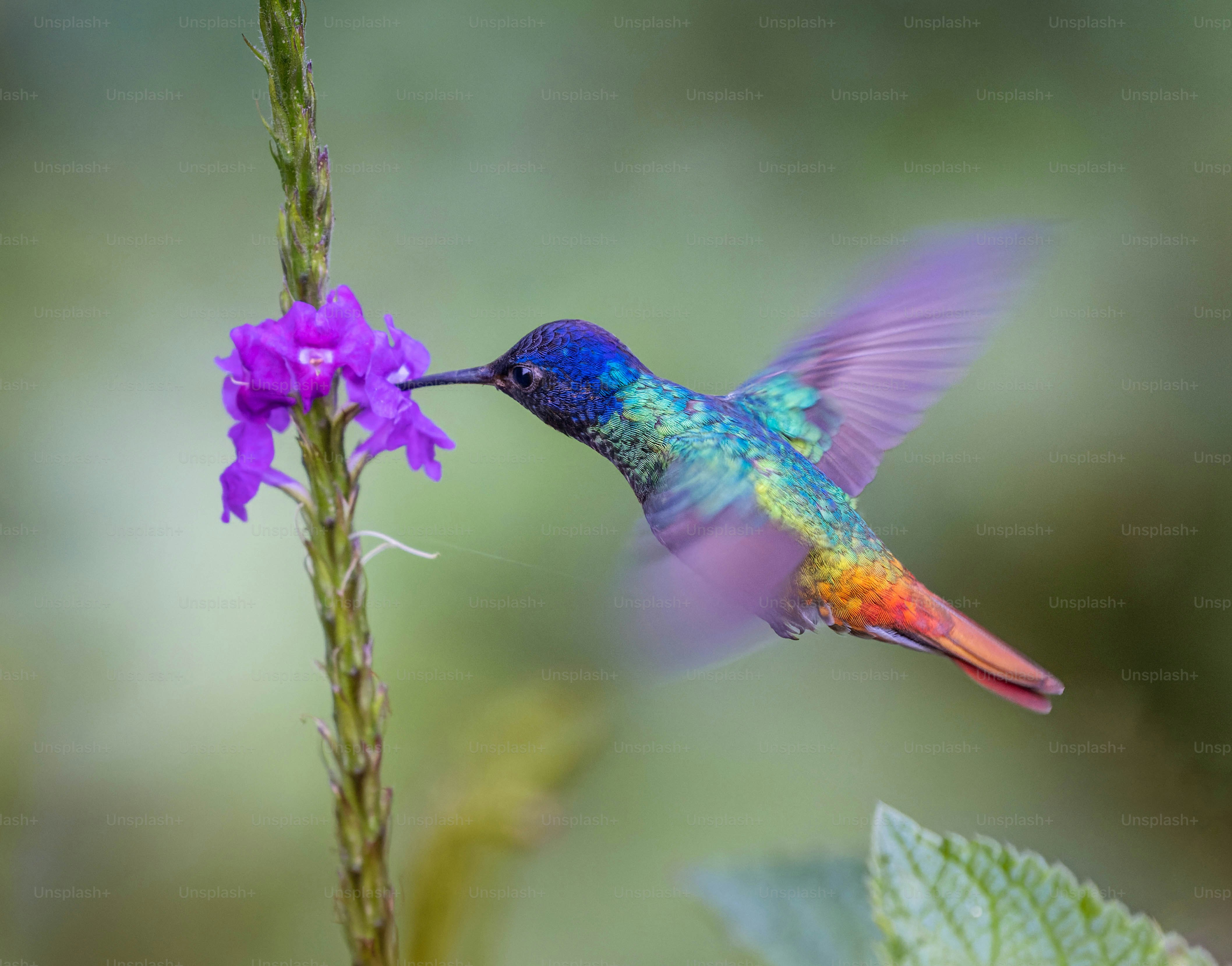 Un colorido colibrí revoloteando sobre una flor púrpura foto – Imagen de  Animal en Unsplash, image size:3000x2352