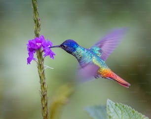 a colorful hummingbird hovering over a purple flower