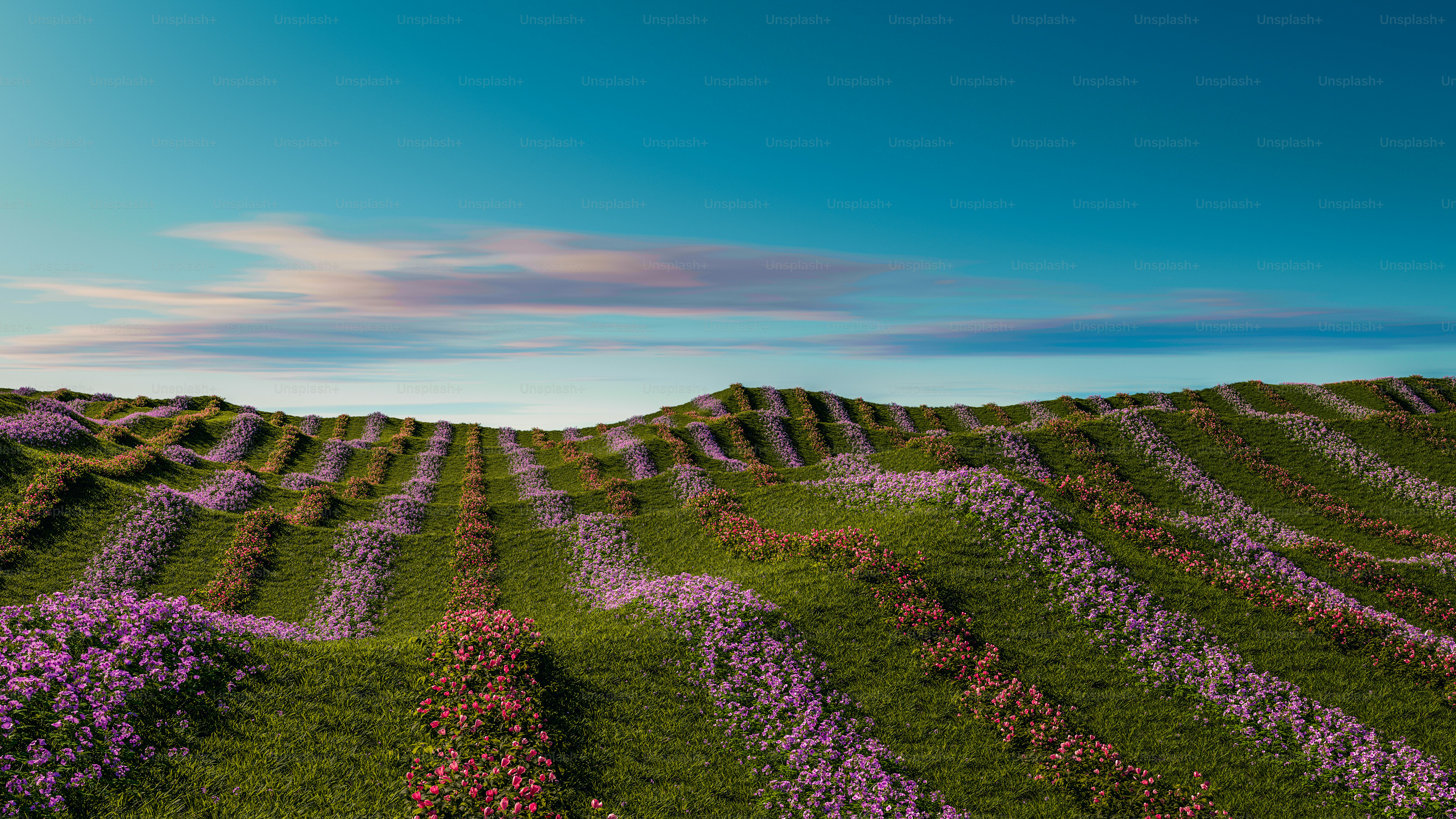 A field of purple flowers with a blue sky in the background photo ...