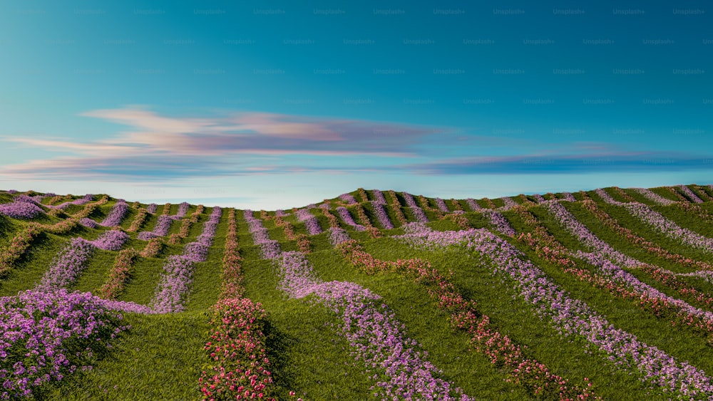 ein Feld aus lila Blumen mit einem blauen Himmel im Hintergrund