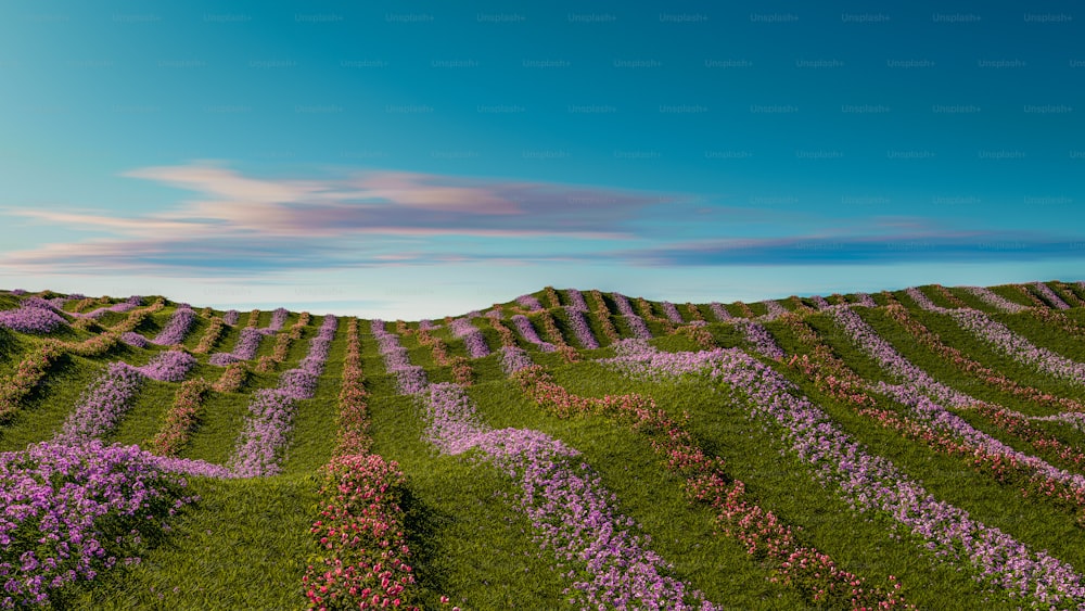 a field of purple flowers with a blue sky in the background