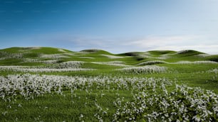 ein Grasfeld mit weißen Blumen darauf