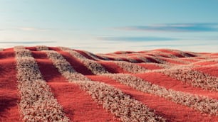 a field of red grass with a blue sky in the background