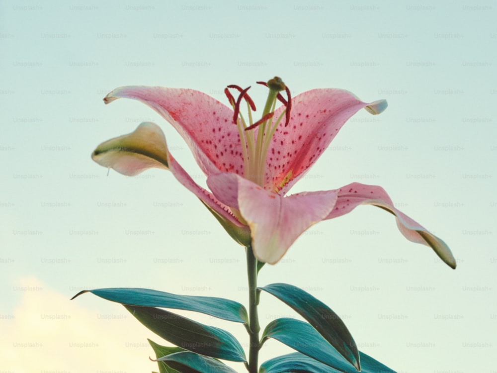 a pink flower with green leaves against a blue sky