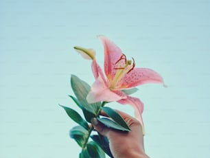 a person holding a pink flower in their hand