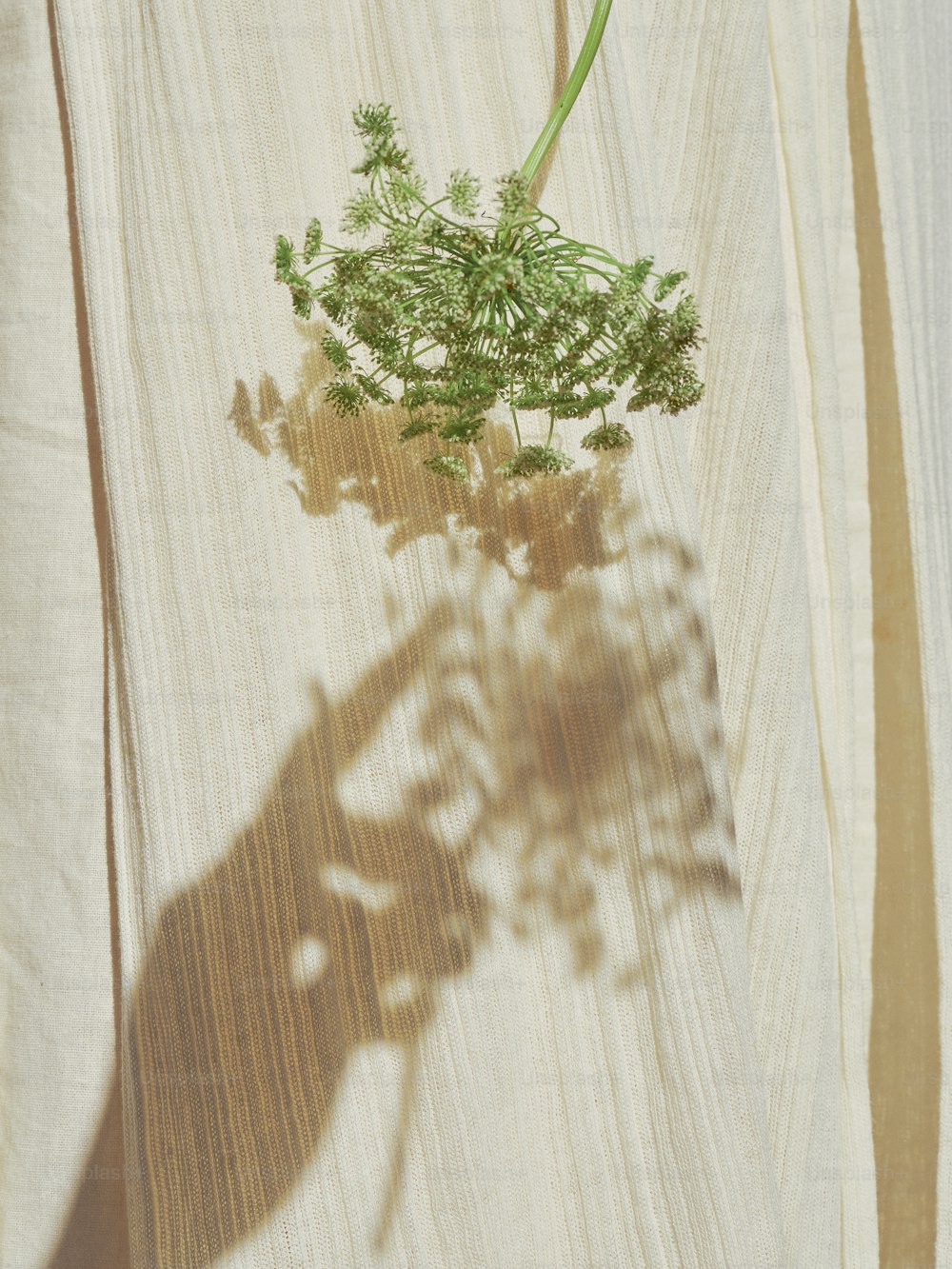 a shadow of a plant on a wooden surface