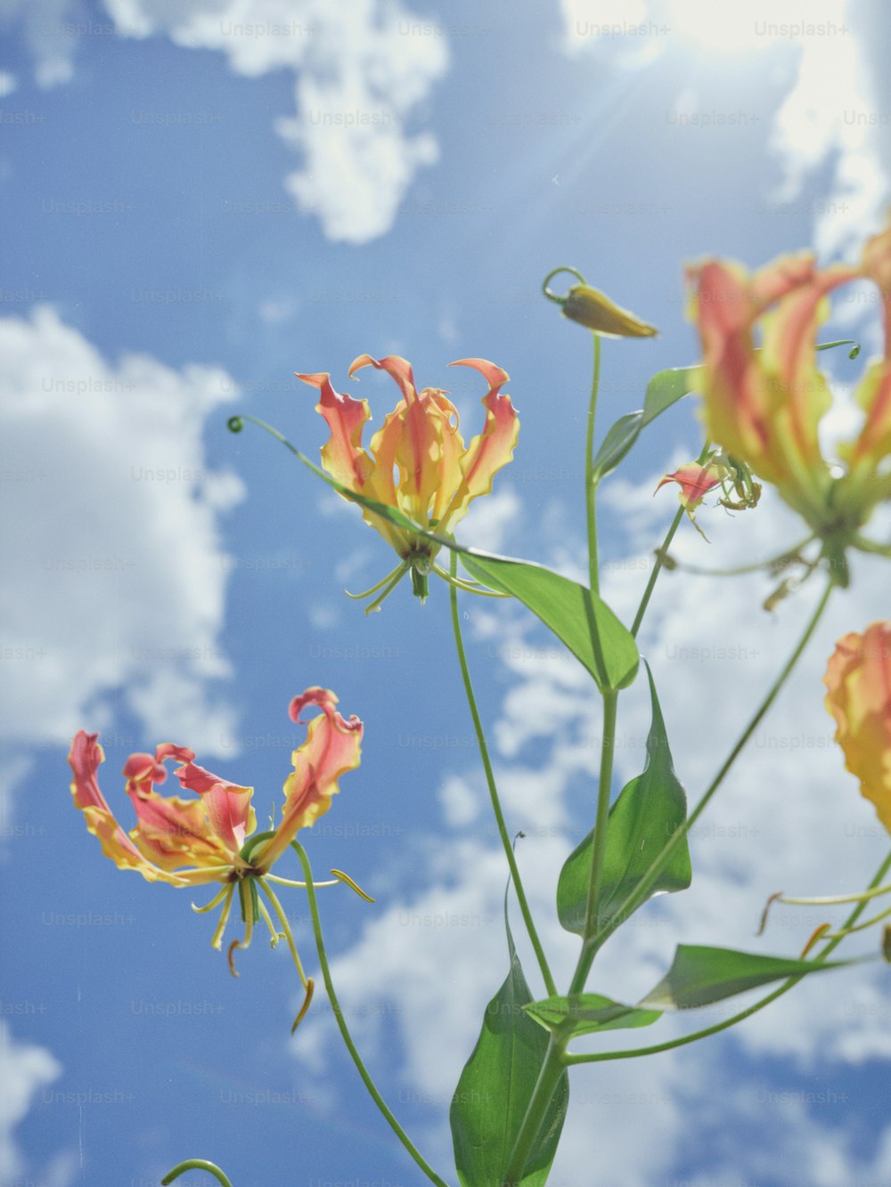 eine Nahaufnahme einer Blume mit einem Himmel im Hintergrund