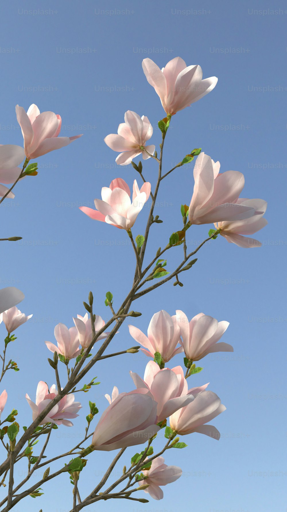 un bouquet de fleurs roses sur une branche d’arbre