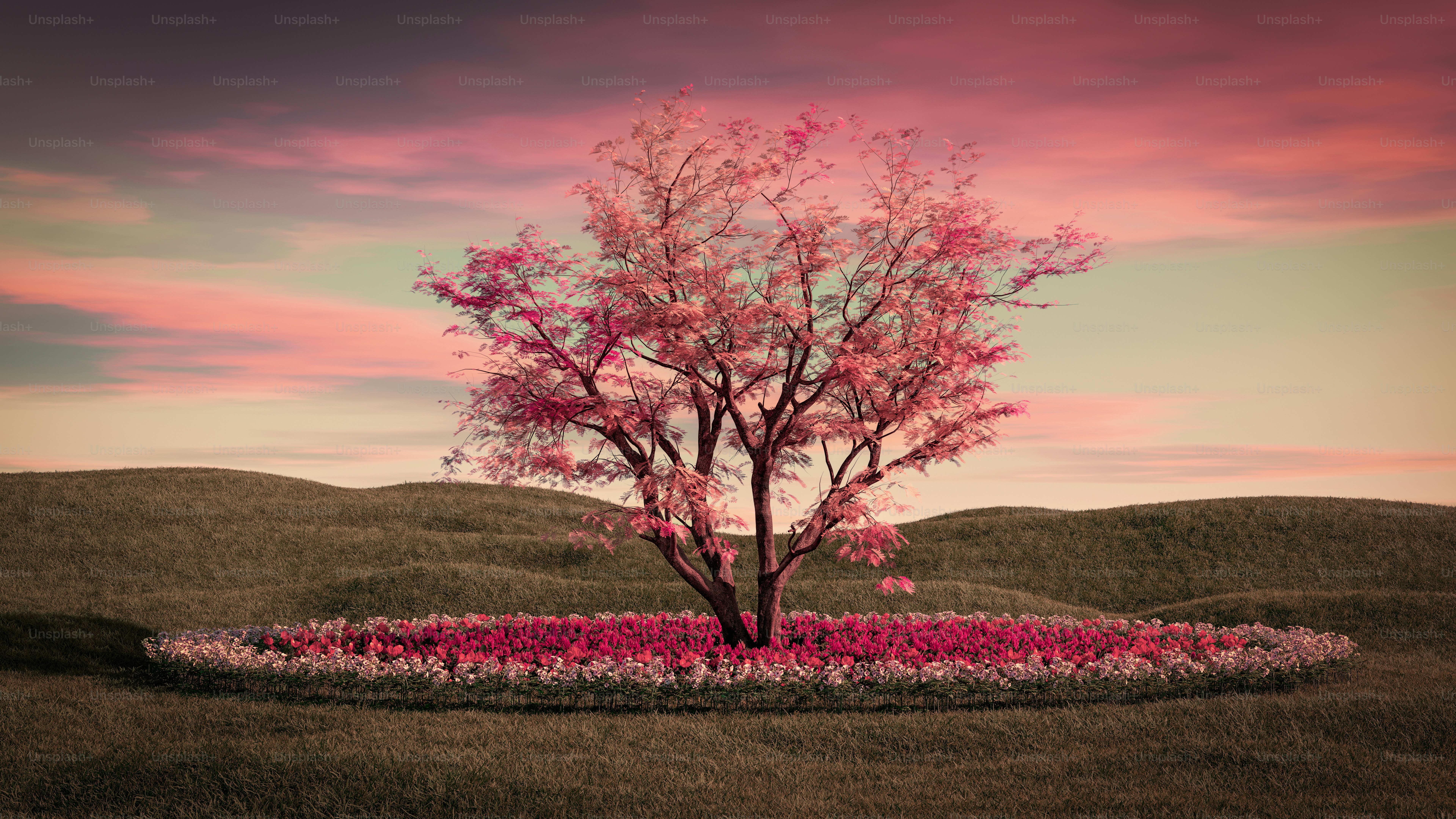 Imágenes de Arbol De Flor | Descarga imágenes gratuitas en Unsplash, image size:3000x1688