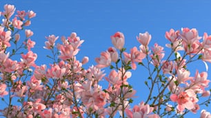 a bunch of pink flowers on a tree