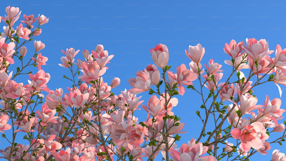 a bunch of pink flowers on a tree