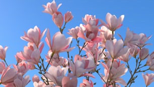 un ramo de flores rosas con un cielo azul de fondo