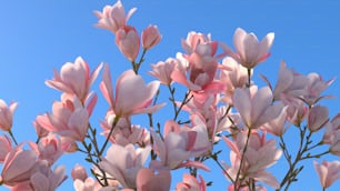 a bunch of pink flowers with a blue sky in the background