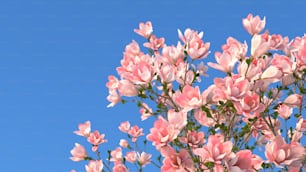 flores cor-de-rosa contra um fundo azul do céu