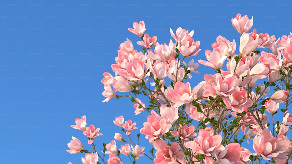 pink flowers against a blue sky background