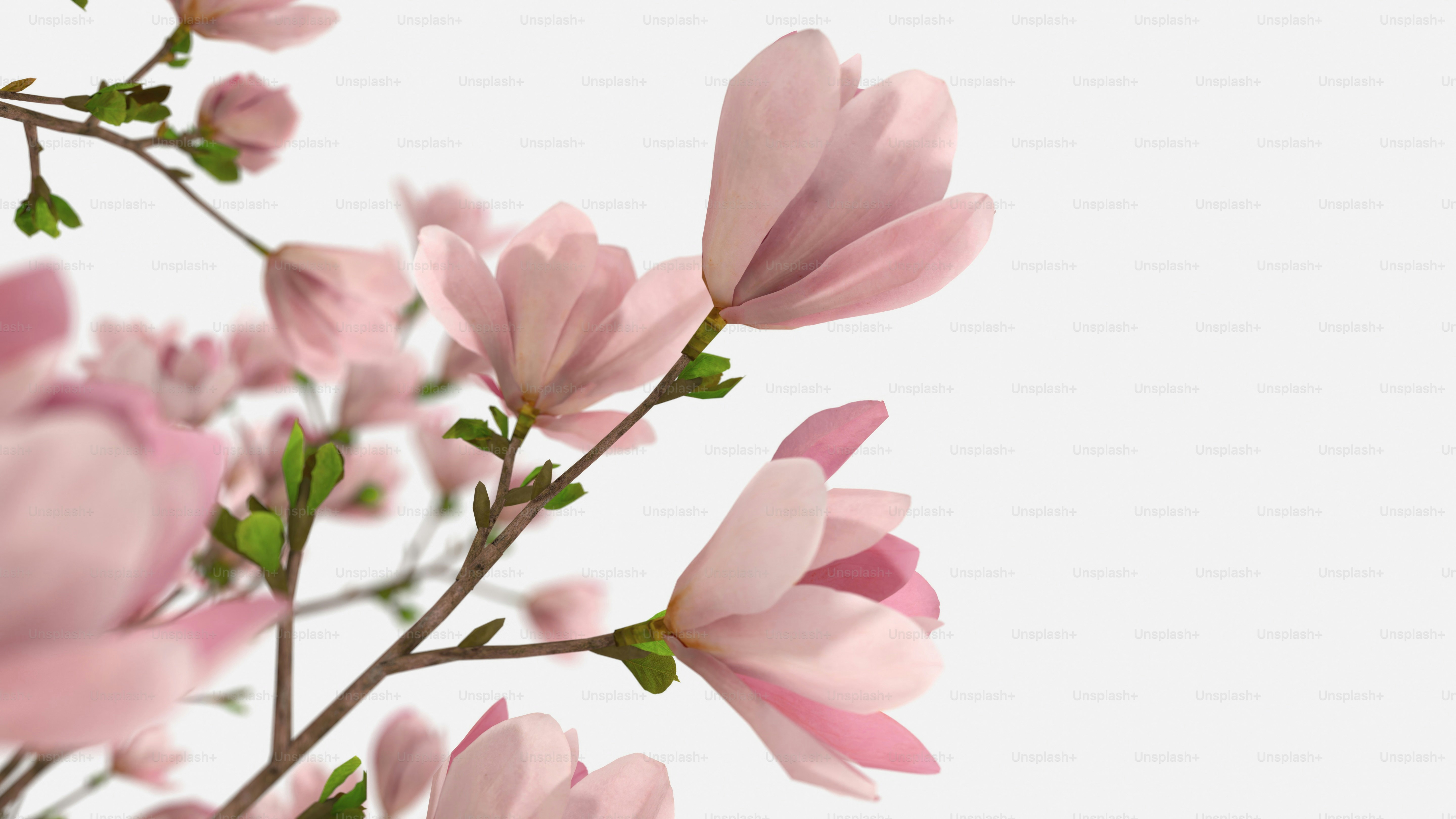 A branch of pink flowers with green leaves photo – Magnolia Image on ...