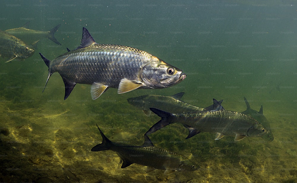 Un grupo de peces nadando en un cuerpo de agua