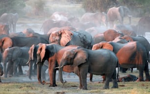 un troupeau d’éléphants debout les uns à côté des autres