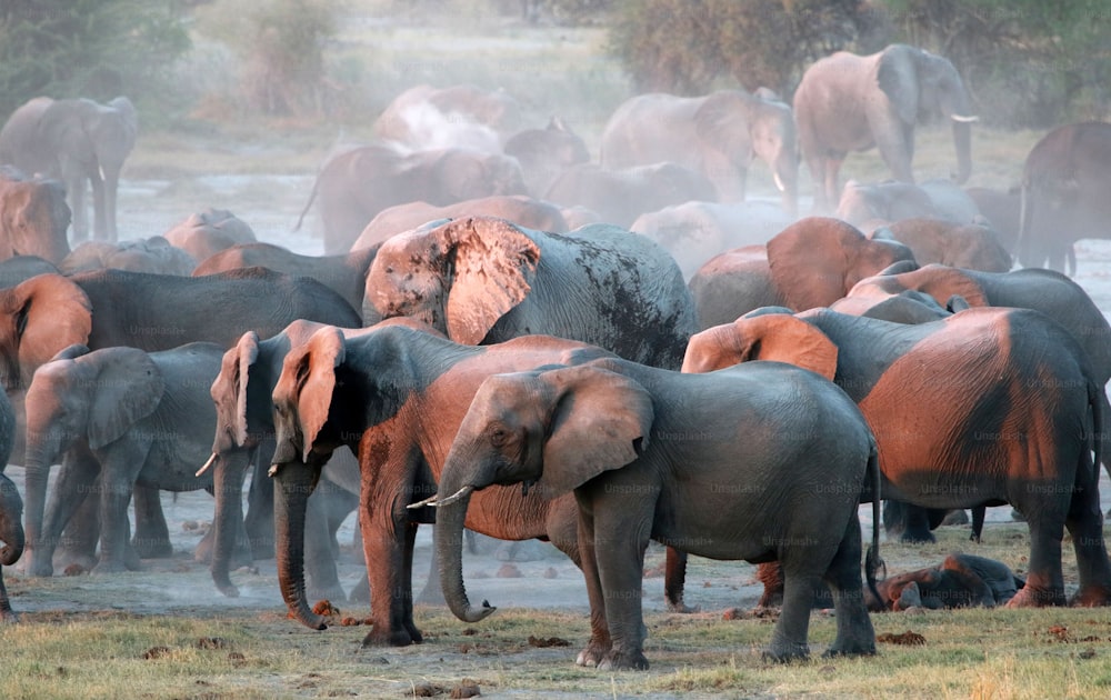 una manada de elefantes de pie uno al lado del otro