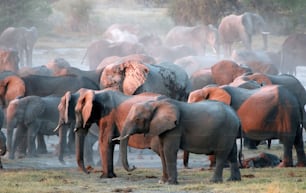 eine Elefantenherde, die nebeneinander steht