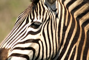 a close up of a zebra's face with a blurry background