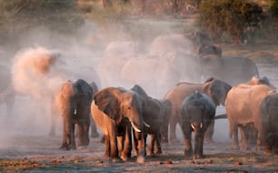 un troupeau d’éléphants marchant à travers un champ de terre