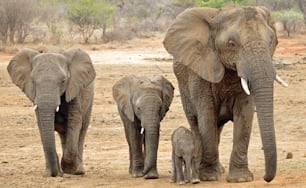 a group of elephants walking across a dirt field