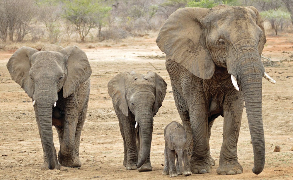 a group of elephants walking across a dirt field