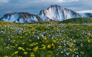 a field of wildflowers with a mountain in the background