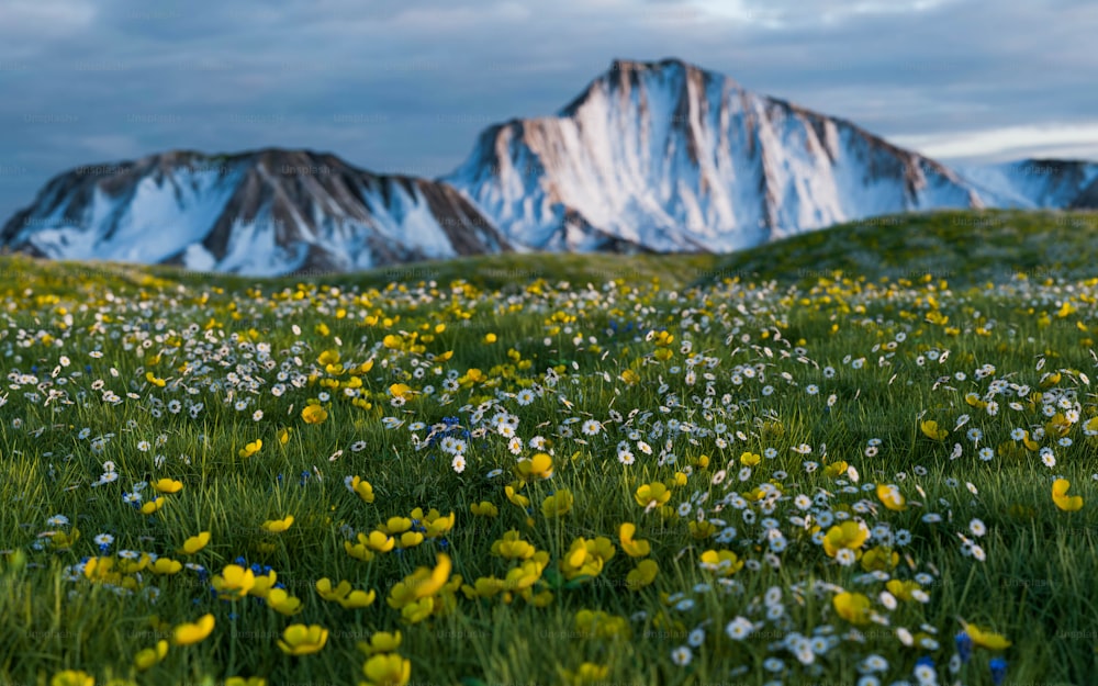 un campo de flores silvestres con una montaña al fondo