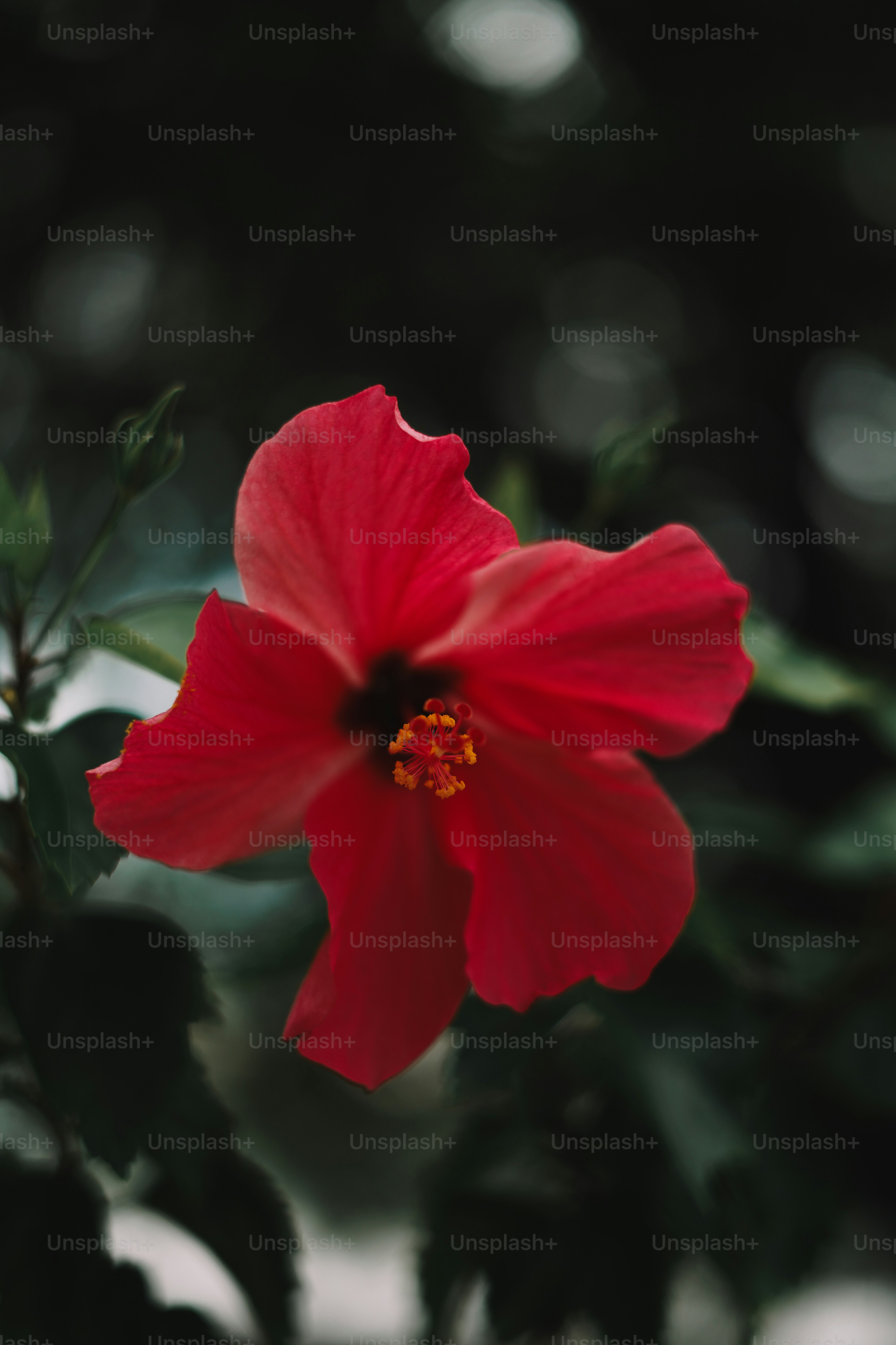 una flor roja con hojas verdes en el fondo